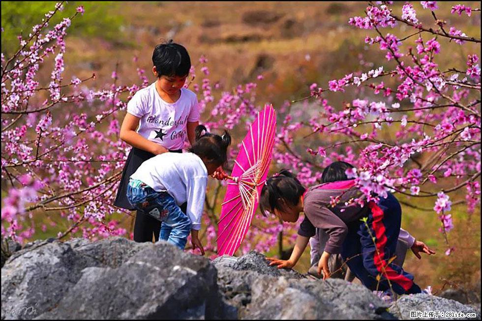 【春天,广西桂林灌阳县向您发出邀请!】望月岭上桃花开 - 游山玩水 - 宁波生活社区 - 宁波28生活网 nb.28life.com