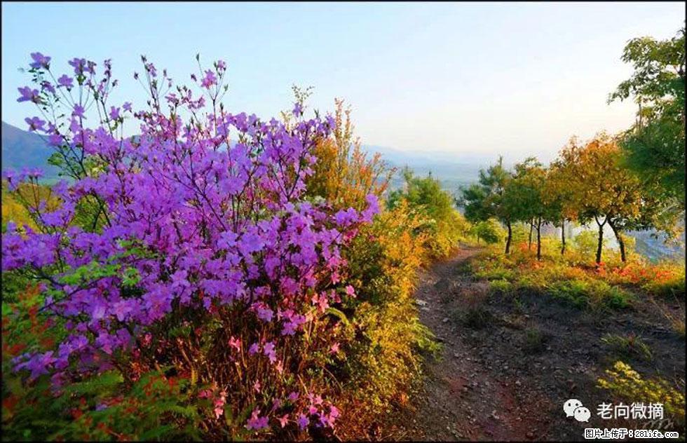 【春天,广西桂林灌阳县向您发出邀请!】登麒麟山,相约映山红 - 游山玩水 - 宁波生活社区 - 宁波28生活网 nb.28life.com