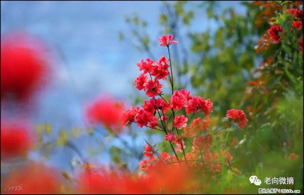 【春天,广西桂林灌阳县向您发出邀请!】登麒麟山,相约映山红 - 游山玩水 - 宁波生活社区 - 宁波28生活网 nb.28life.com