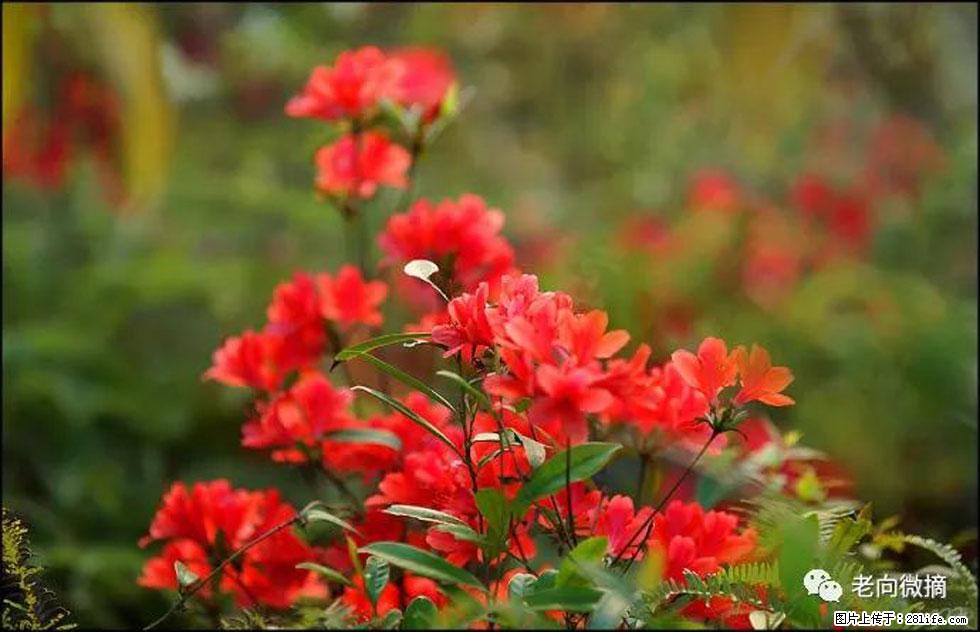 【春天,广西桂林灌阳县向您发出邀请!】登麒麟山,相约映山红 - 游山玩水 - 宁波生活社区 - 宁波28生活网 nb.28life.com