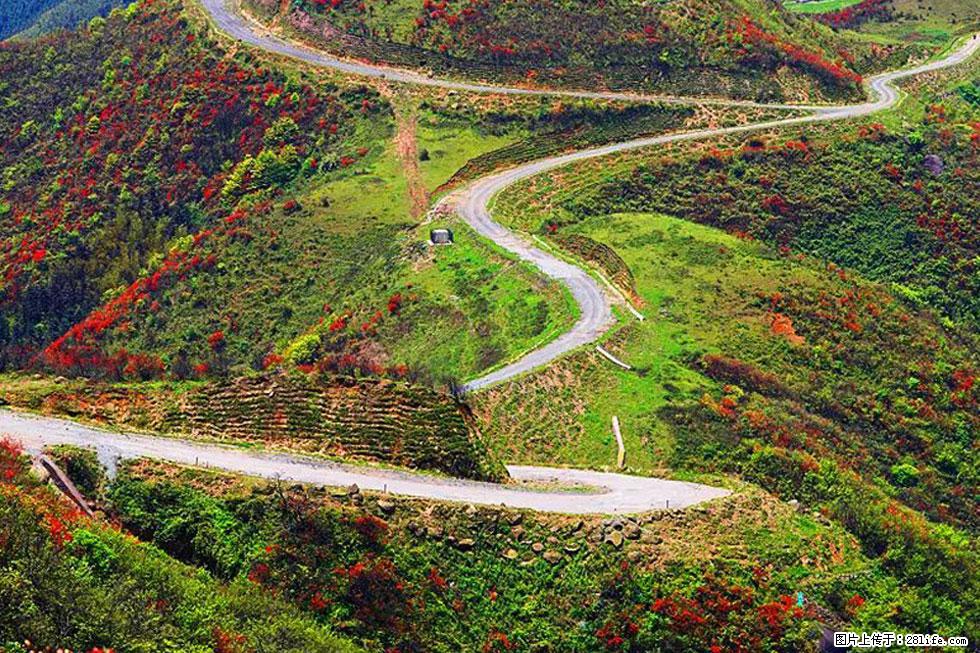 【春天,广西桂林灌阳县向您发出邀请!】春木界上映山红 - 游山玩水 - 宁波生活社区 - 宁波28生活网 nb.28life.com