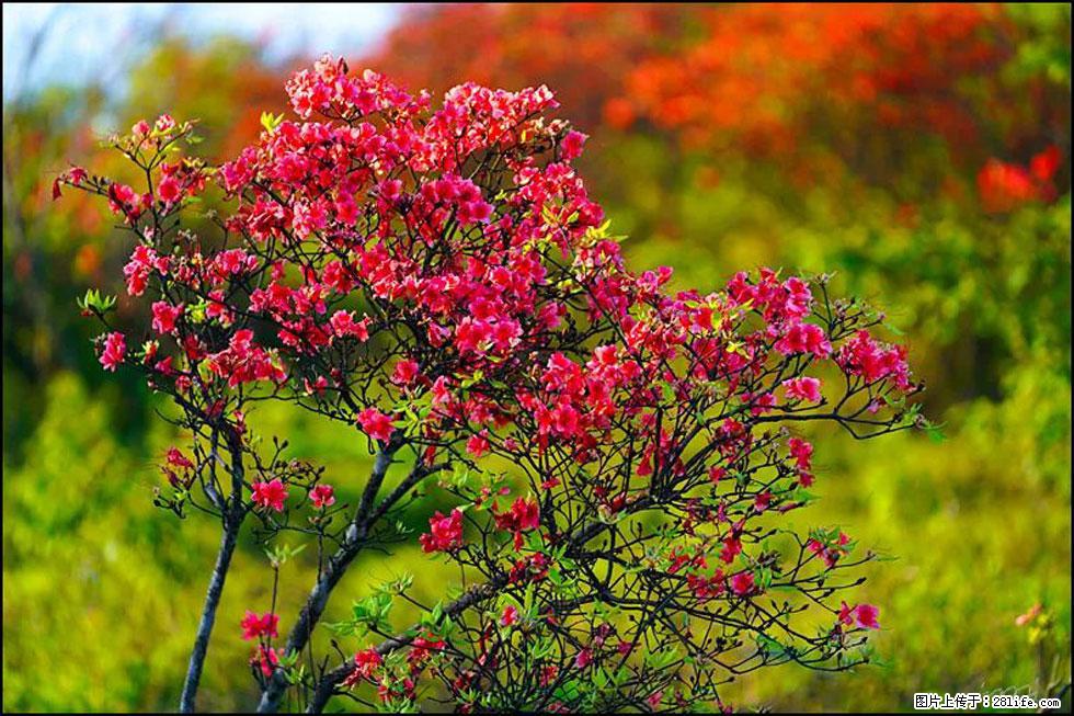 【春天,广西桂林灌阳县向您发出邀请!】春木界上映山红 - 游山玩水 - 宁波生活社区 - 宁波28生活网 nb.28life.com