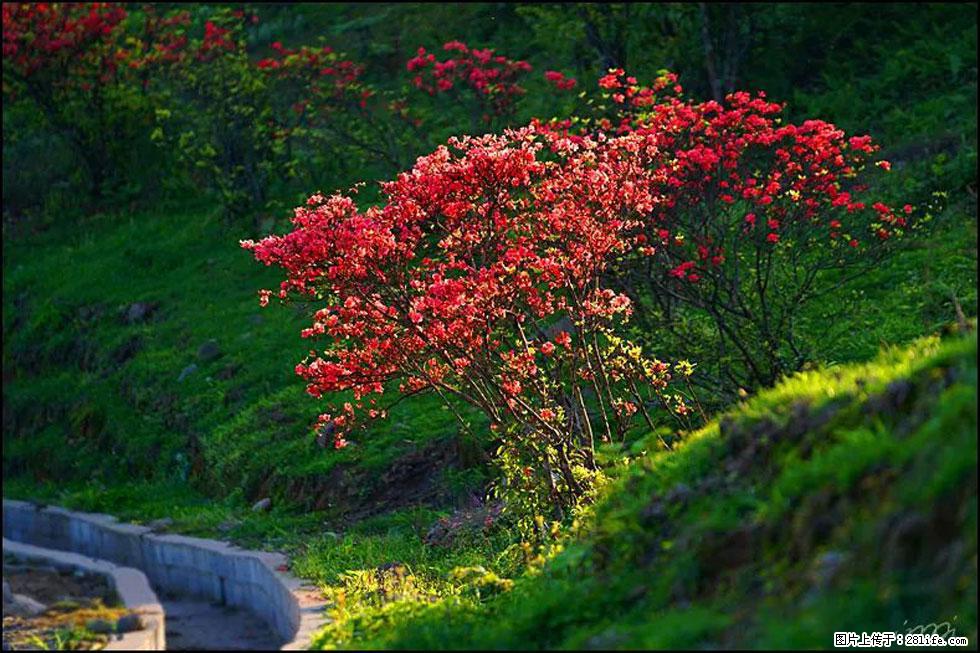 【春天,广西桂林灌阳县向您发出邀请!】春木界上映山红 - 游山玩水 - 宁波生活社区 - 宁波28生活网 nb.28life.com