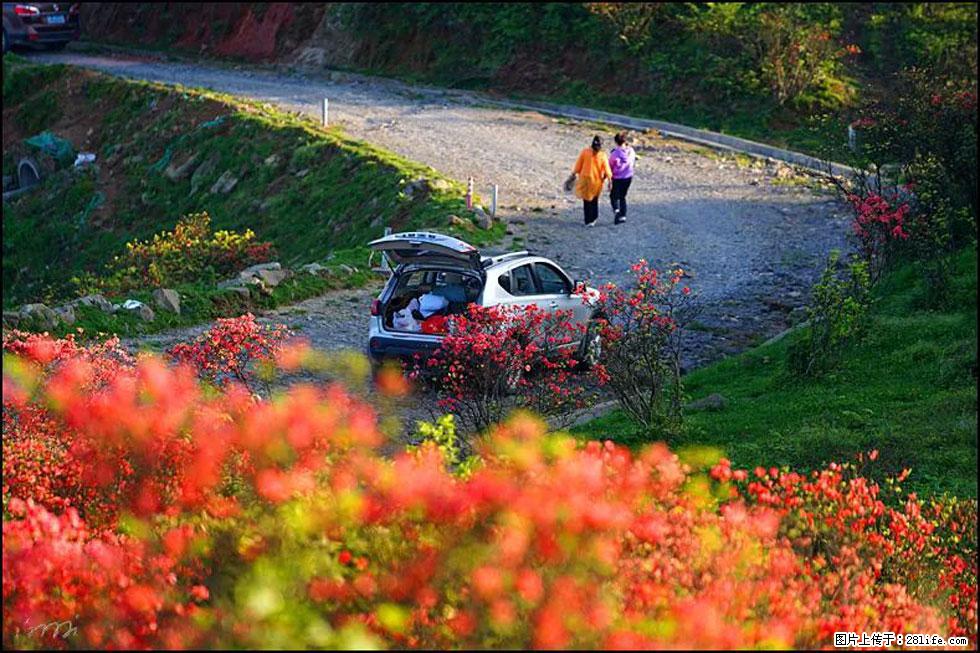 【春天,广西桂林灌阳县向您发出邀请!】春木界上映山红 - 游山玩水 - 宁波生活社区 - 宁波28生活网 nb.28life.com