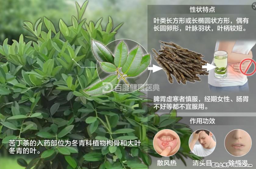 苦丁茶有哪些功效和作用 - 生活百科 - 宁波生活社区 - 宁波28生活网 nb.28life.com