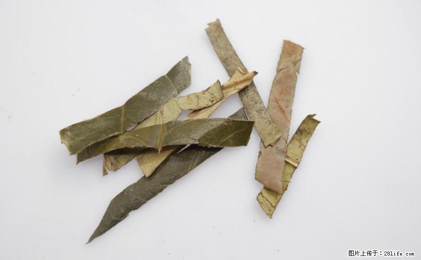 苦丁茶有哪些功效和作用 - 生活百科 - 宁波生活社区 - 宁波28生活网 nb.28life.com