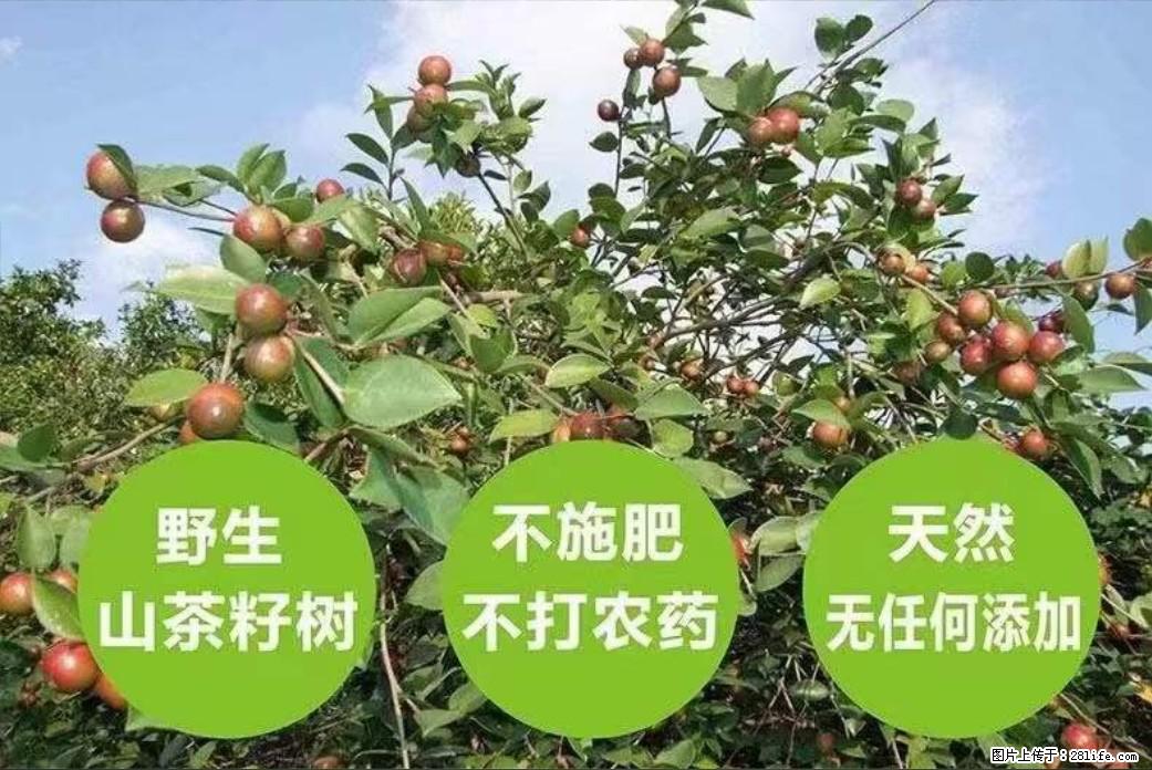 【灌阳县油茶产业示范区】一个有着充实的精神生活的人,对待身外之物自会有一种淡泊的态度 - 美食天地 - 宁波生活社区 - 宁波28生活网 nb.28life.com