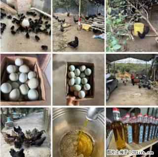 油茶园从小鸡仔开始养起的纯土鸡、土鸡蛋可以预定啦！还有前几天刚榨的纯山茶油哦 - 宁波28生活网 nb.28life.com