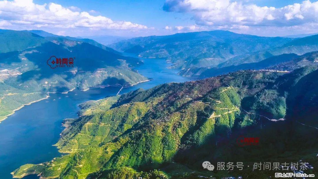 时间果百年古树龙珠普洱生茶 - 购物交流 - 宁波生活社区 - 宁波28生活网 nb.28life.com