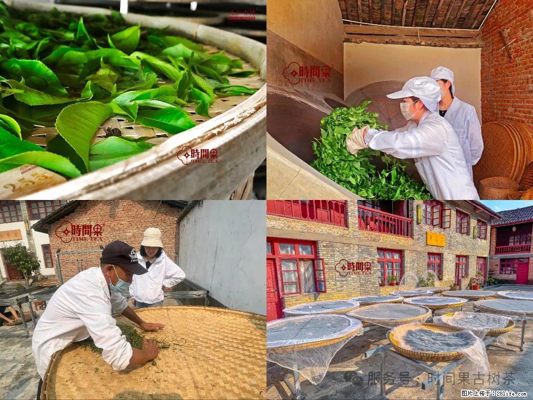 时间果百年古树龙珠普洱生茶 - 购物交流 - 宁波生活社区 - 宁波28生活网 nb.28life.com