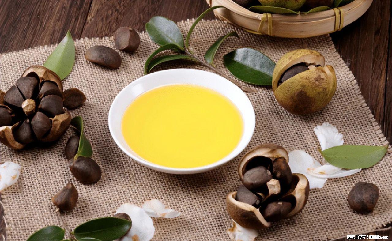 揭秘茶油的5大核心营养成分!被称为人体健康的“守护盾”! - 宁波生活资讯 - 宁波28生活网 nb.28life.com