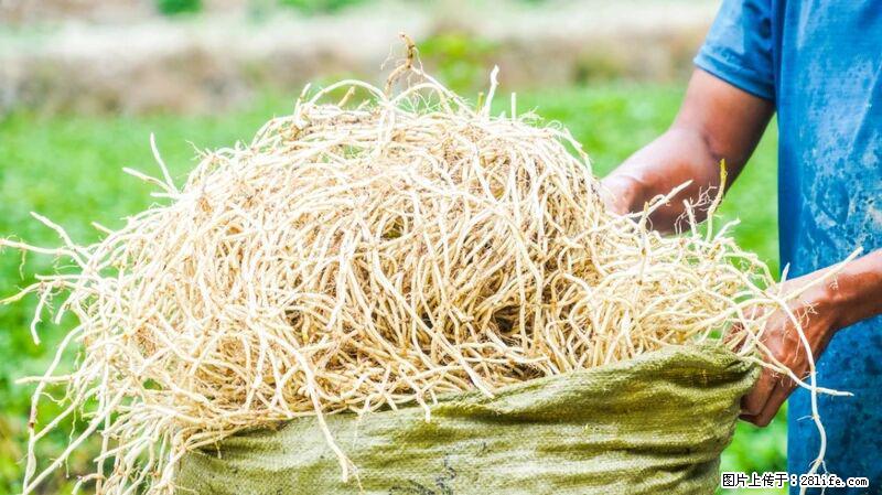 堪称“最难吃”的蔬菜,却是 “抗辐射神器”,还能护肺、清热、止咳化痰! - 宁波生活资讯 - 宁波28生活网 nb.28life.com